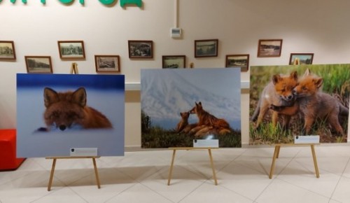 В экоцентре «Воробьевы горы» открылась выставка «Камчатка. Рассказ в лисах»