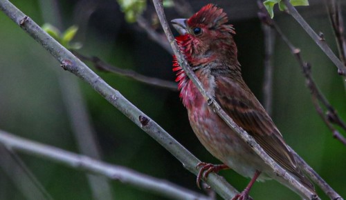 Экоцентр «Лесная сказка» подготовил праздничную программу в честь дня рождения
