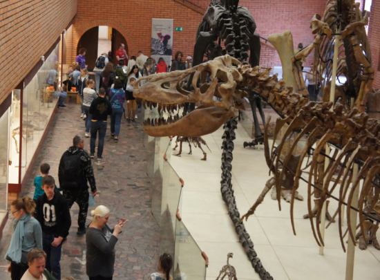 В Ясеневе прошел День Палеонтологического музея