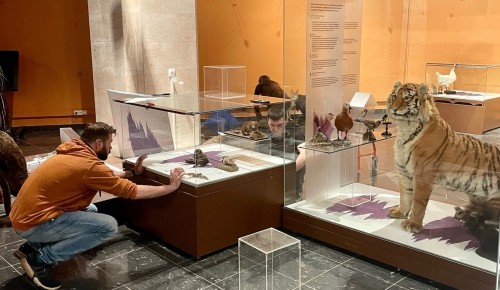 В Дарвиновском музее готовят к открытию выставку «Диалоги животных: В мире звуков»