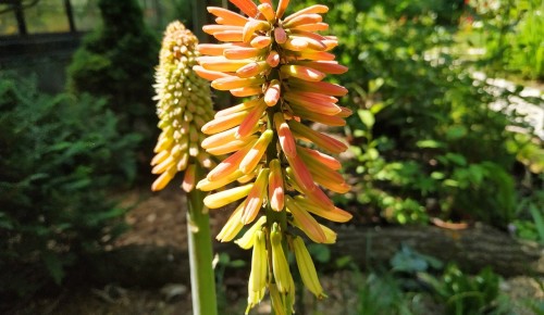 Африканская книпхофия расцвела в Московском дворце пионеров