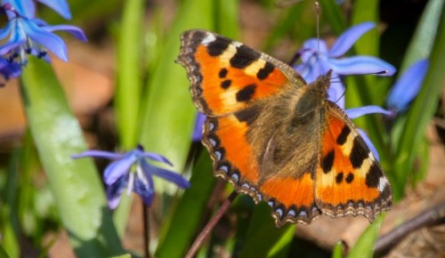 В Битцевском лесу начался массовый лет бабочек