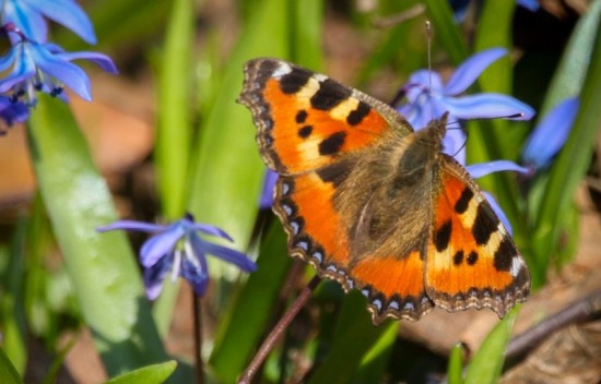 В Битцевском лесу начался массовый лет бабочек