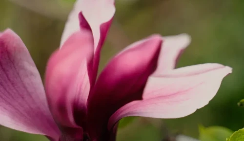 Полицейские задержали мужчину, вырвавшего цветы из клумбы в Академическом районе