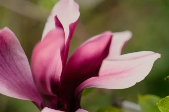 Полицейские задержали мужчину, вырвавшего цветы из клумбы в Академическом районе