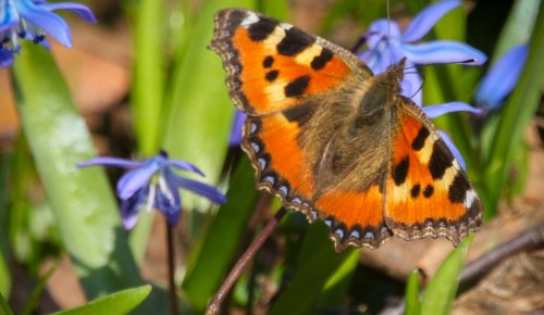 Жители Ломоносовского района могут узнать о численности бабочек от Мосприроды