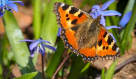 Жители Ломоносовского района могут узнать о численности бабочек от Мосприроды