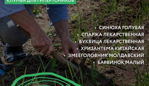 Жителям Гагаринского района рассказали, как разбить клумбу для гипертоников