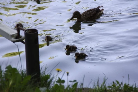 Мосприрода проведет акцию по очистке Теплостанского пруда от мусора