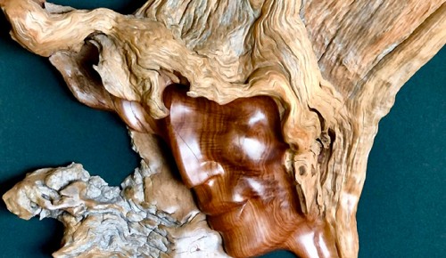 В Дарвиновском музее открыли выставку «Вторая жизнь дерева в природной пластике образов»