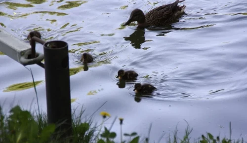 На прудах в Битцевском лесу пересчитают уток