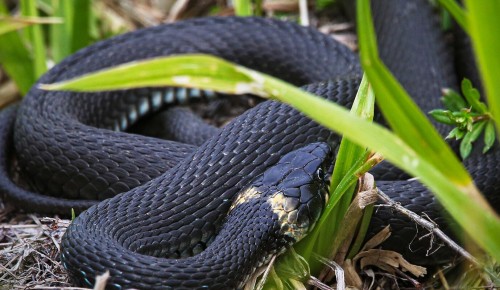 Составлена карта обитания змей на природных территориях ЮЗАО