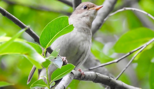 В Битцевском лесу насчитали 22 соловья