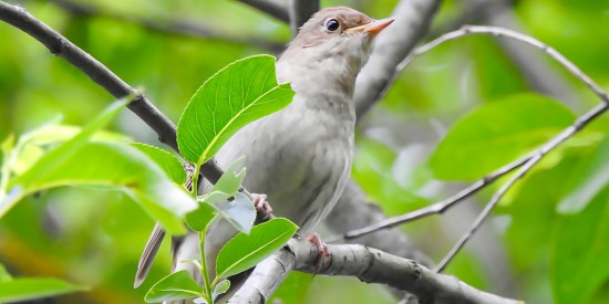 В Битцевском лесу насчитали 22 соловья