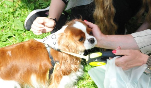 Воронцовский парк приглашает на благотворительный фестиваль «С собакой — можно!»