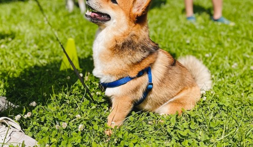 В Воронцовском парке 16 июля проведут дог-френдли фестиваль «С собакой — можно!»