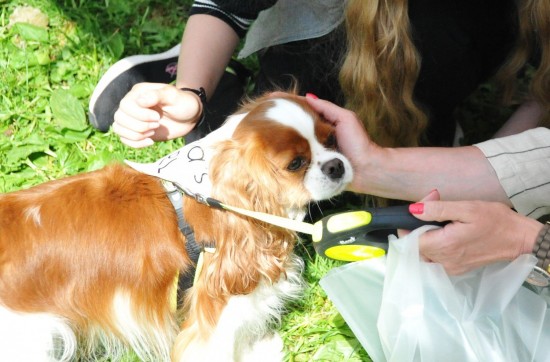 Воронцовский парк приглашает на благотворительный фестиваль «С собакой — можно!»