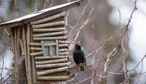 Сделать домики для птиц предлагают жителям Гагаринского района