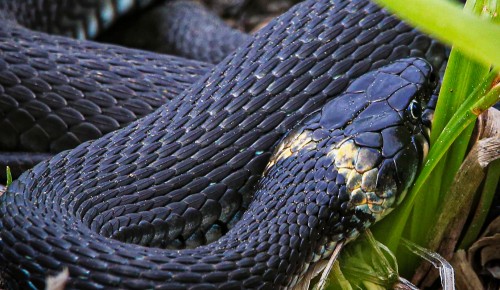 Специалисты рассказали, какие змеи обитают на территории «Битцевского леса»