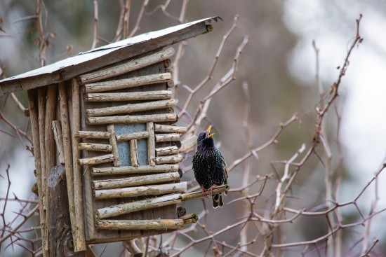 Сделать дом для птиц могут жители Ломоносовского района