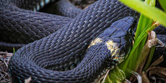 Специалисты рассказали, какие змеи обитают на территории «Битцевского леса»