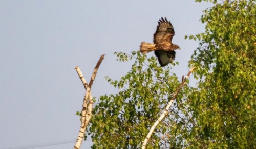 Специалисты парка «Битцевский лес» проследили за эволюцией хищников и их жертв