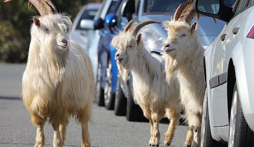 Сотрудники Госинспекции по недвижимости пожаловались на нашествие коз в Южном Бутове