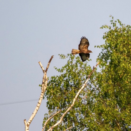 Специалисты парка «Битцевский лес» проследили за эволюцией хищников и их жертв