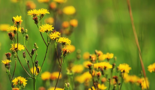 Специалисты экоцентра «Битцевский лес» рассказали о цветении кульбабы осенней