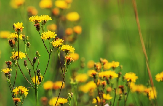 Специалисты экоцентра «Битцевский лес» рассказали о цветении кульбабы осенней