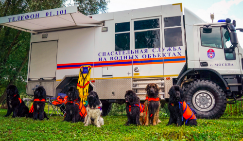 Спасатели продемонстрируют тренировки со служебными собаками на Московском урбанистическом форуме
