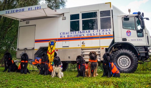 Спасатели продемонстрируют навыки служебных собак на Московском урбанфоруме