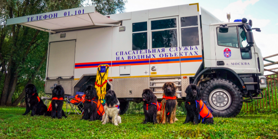 Спасатели продемонстрируют тренировки со служебными собаками на Московском урбанистическом форуме