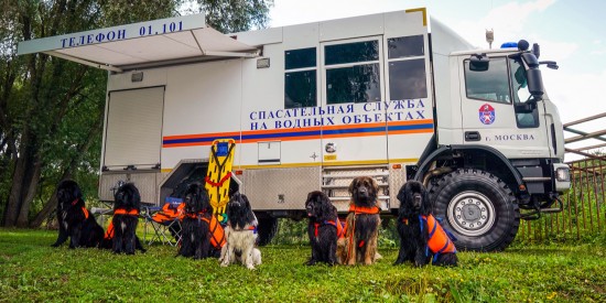 Спасатели продемонстрируют тренировки со служебными собаками на Московском урбанистическом форуме