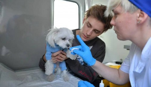 В августе в ЮЗАО откроют два мобильных пункта бесплатной вакцинации домашних животных