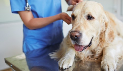 В Теплом Стане на площадке для выгула собак 11 августа откроется пункт вакцинации