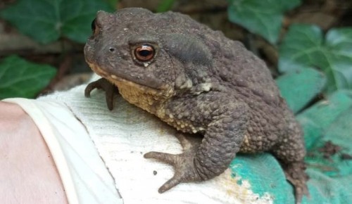 В ботаническом саду Дворца пионеров обнаружена самая крупная жаба Европы