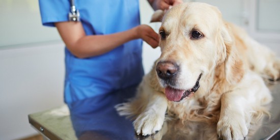 В Теплом Стане на площадке для выгула собак 11 августа откроется пункт вакцинации