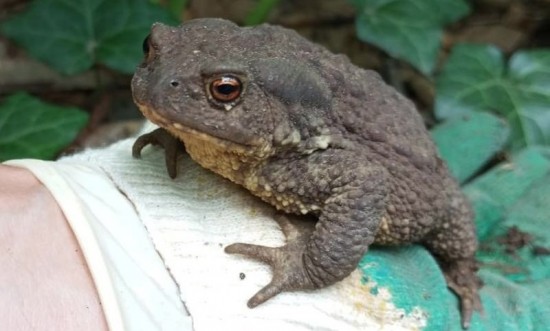 В ботаническом саду Дворца пионеров обнаружена самая крупная жаба Европы