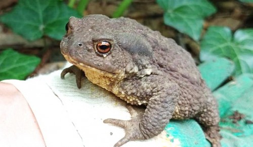 Жабу-гиганта нашли в ботаническом саду Дворца пионеров