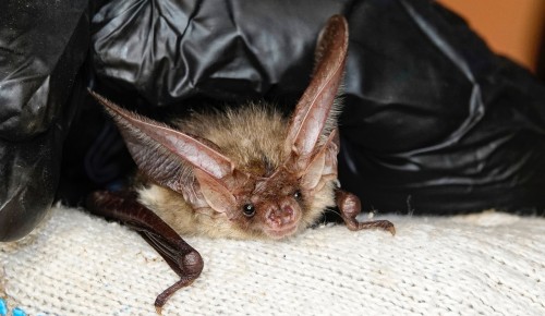 Жители ЮЗАО могут принять участие в строительстве домиков для зимовки летучих мышей