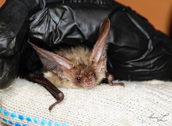 Жители ЮЗАО могут принять участие в строительстве домиков для зимовки летучих мышей