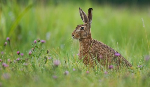 Специалисты Мосприроды рассказали о редких животных на природных территориях ЮЗАО