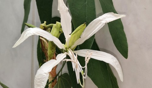 Орхидное дерево из сада Дворца пионеров зацвело в усадьбе Трубецких