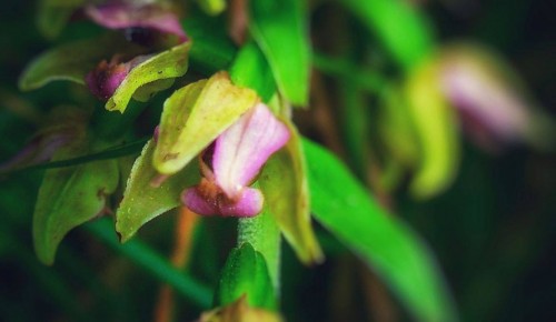 Краснокнижную орхидею обнаружили в Битцевском лесу