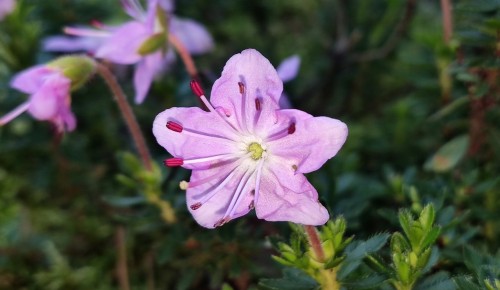 «Альпийская роза» расцвела в Московском дворце пионеров