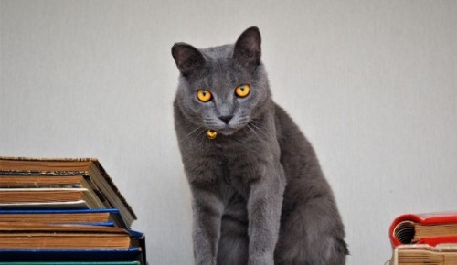Для жителей Котловки составили подборку книг в честь Дня кошек