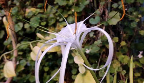 «Лилия-паук» расцвела в Московском дворце пионеров