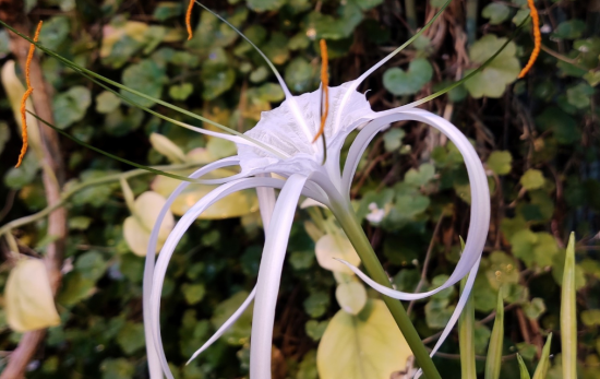 В оранжерее ботанического сада Московского дворца зацвела «лилия-паук» 