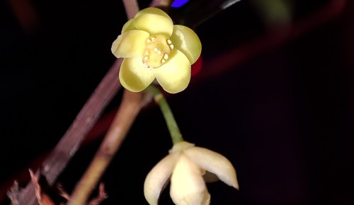 В Московском дворце пионеров впервые расцвела «магнолиевая лиана»